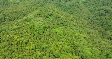 Ormanlık ve hindistan cevizi ağaçları olan bir dağ. Mavi gökyüzü ve bulutlar. Mindanao, Filipinler.