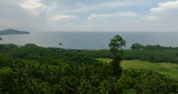 Trópusi Erdő Zöld Növényekkel Kék Felhők Kék Tenger Felett Mindanao — Stock videók