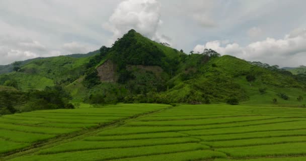 トロピカルマウンテンにライスフィールドを持つ農地 ミンダナオ フィリピン — ストック動画