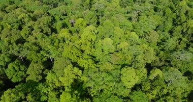 Ağaçların, bitkilerin ve ormanların üzerinden tropik dağların üzerinden uçuyorlar. Mindanao, Filipinler.