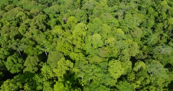 Πετώντας Πάνω Από Δάση Φυτά Και Ζούγκλα Πάνω Από Τροπικό — Αρχείο Βίντεο