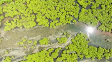 Surigao del Norte 'deki eşsiz ekosistemin havadan görünüşü, güneş ışığının yansıttığı mangrovlar. Mindanao, Filipinler.