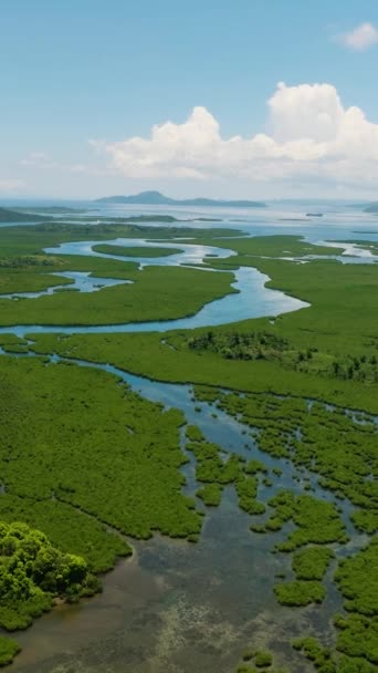 Vertikal Utsikt Över Floden Tropisk Mangrove Grön Skog Mangroves Landskap — Stockvideo