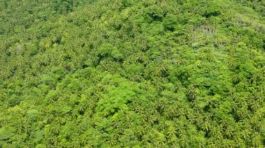 Ormanlık ve hindistan cevizi ağaçları olan bir dağ. Mindanao, Filipinler.