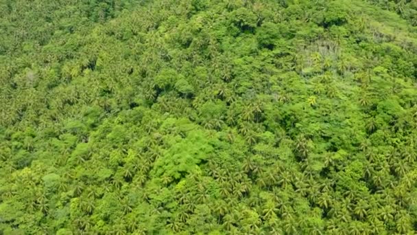 Montagne Avec Bois Cocotiers Mindanao Philippines — Video