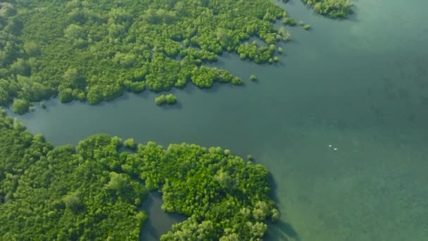 Πετώντας Πάνω Από Μαγκρόβια Δάσος Και Πρασινωπά Νερά Ζαμποάνγκα Mindanao — Αρχείο Βίντεο