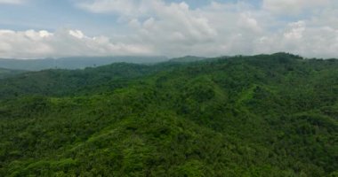 Tropikal dağlarda yemyeşil yapraklı nautre 'nin doğal güzelliği. Mindanao, Filipinler.