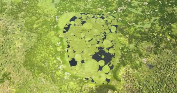 沼泽地的沼泽森林 水道和湖泊 Agusan沼泽野生动物保护区 菲律宾棉兰老岛 — 图库视频影像