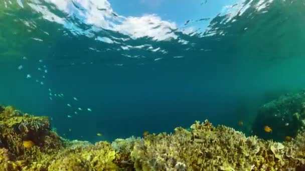 Peixes Recifes Coral Debaixo Mar Água Azul Turquesa Fundo Submarino — Vídeo de Stock