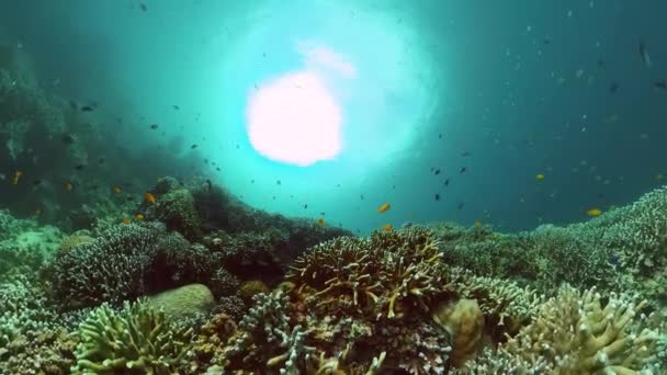 Тропические Рыбы Хардкоралловые Рифы Водой Подводный Фон — стоковое видео