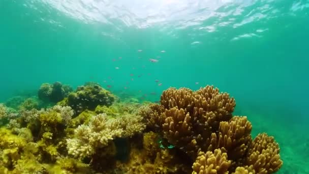 美丽的软珊瑚礁 色彩艳丽的鱼 热带水下世界 — 图库视频影像