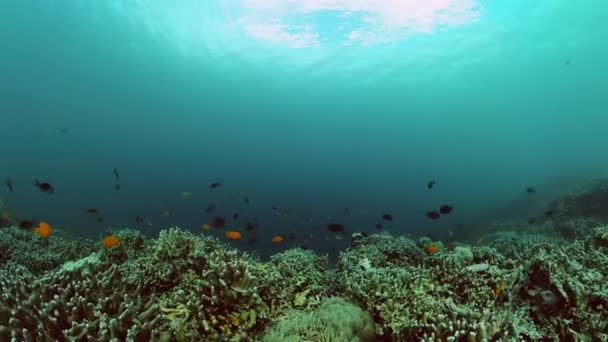 Podvodní Svět Scenérie Barevných Ryb Korálových Útesů — Stock video