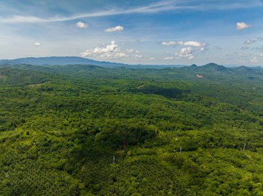 Tropik dağ vadisi ve bitki örtüsü. Mavi gökyüzü ve bulutlar. Mindanao, Filipinler.