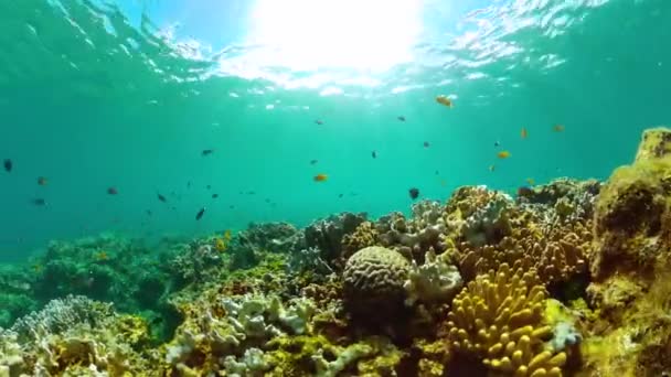 Jardín Coral Con Peces Submarinos Vibrantes Peces Tropicales Arrecifes Coral — Vídeos de Stock