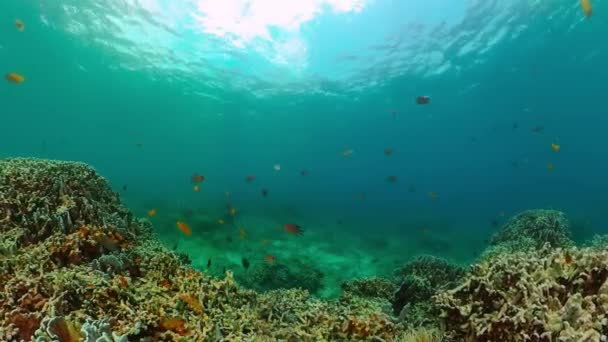 珊瑚上美丽的鱼 水下世界的生活场景 — 图库视频影像