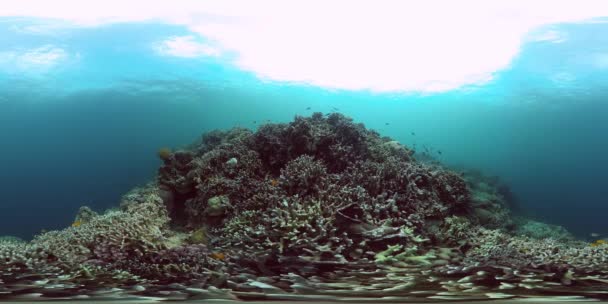 Mundo Subaquático Com Recifes Coral Peixes Marinhos Realidade Virtual — Vídeo de Stock
