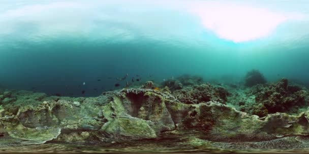 Recifes Corais Coloridos Peixes Subaquáticos Santuário Marinho Área Protegida Realidade — Vídeo de Stock
