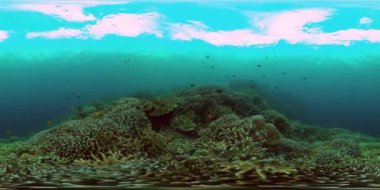 Denizin altında balık ve mercan resifleri. Sualtı geçmişi. Sanal Gerçeklik.