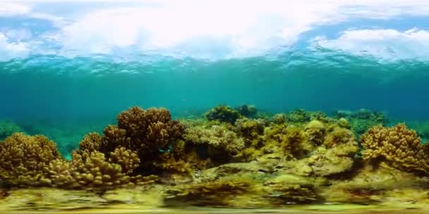 Κοραλλιογενής Ύφαλος Και Πολύχρωμα Ψάρια Θαλάσσια Προστατευόμενη Περιοχή Εικονική Πραγματικότητα — Αρχείο Βίντεο