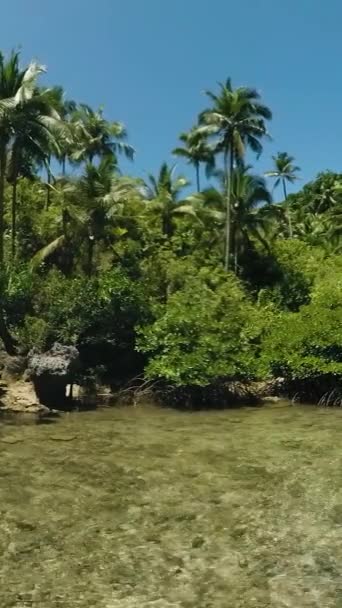 Мангровые Деревья Чистая Вода Кораллами Тагане Surigao Del Norte Филиппины — стоковое видео
