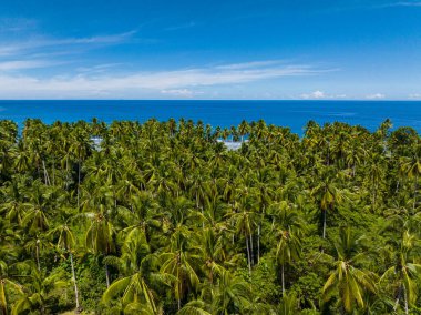Deniz yüzeyindeki kıyılarda hindistan cevizi ağaçları. Gökyüzü ve bulutlar açık. Mindanao, Filipinler. Drone görünümü.