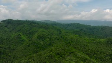 Tropikal dağlarda yemyeşil yapraklı nautre 'nin doğal güzelliği. Mindanao, Filipinler.