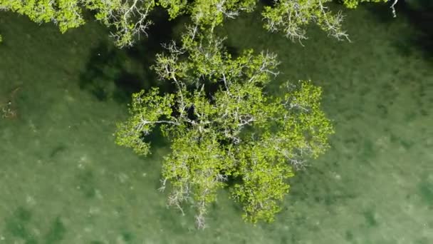 Ovanifrån Träd Och Transparent Turkos Vatten Mindanao Filippinerna — Stockvideo