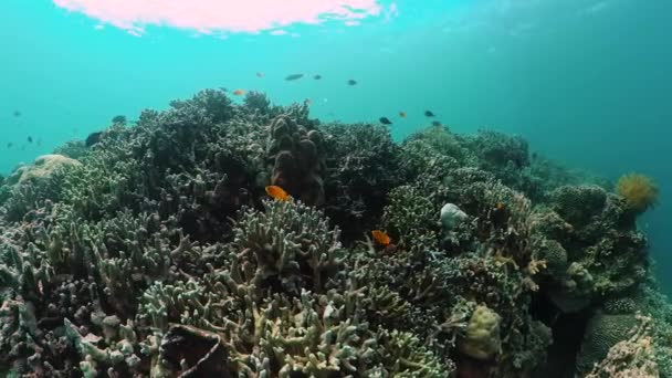 Podmořský Svět Korálovými Útesy Mořskými Rybami — Stock video