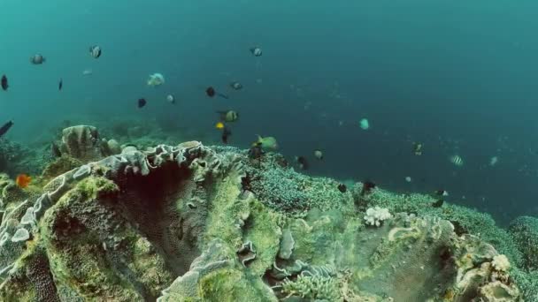 Fundo Subaquático Com Peixes Tropicais Recifes Coral Duro Sob Mar — Vídeo de Stock
