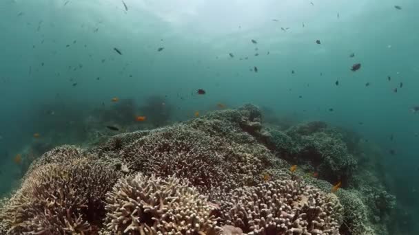 美丽的五彩斑斓的鱼掠过坚硬的珊瑚花园 水下世界的生活场景 — 图库视频影像
