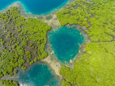 Güzel turkuaz göl ve orman, sulak alanlarda ağaçlar. Mindanao, Filipinler.