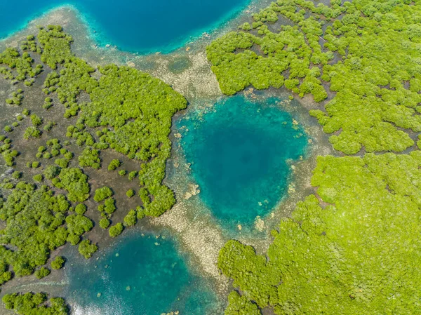 Güzel turkuaz göl ve orman, sulak alanlarda ağaçlar. Mindanao, Filipinler.