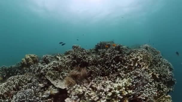 Mercan Balıklarla Dolu Sualtı Dünyası Deniz Koruma Alanı — Stok video