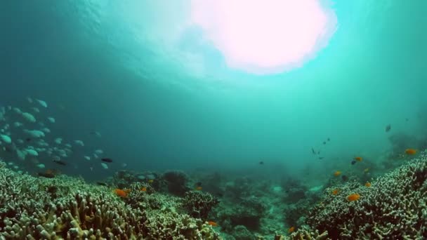 Barevné Ryby Korálové Útesy Podvodní Život Tropickými Rybami — Stock video
