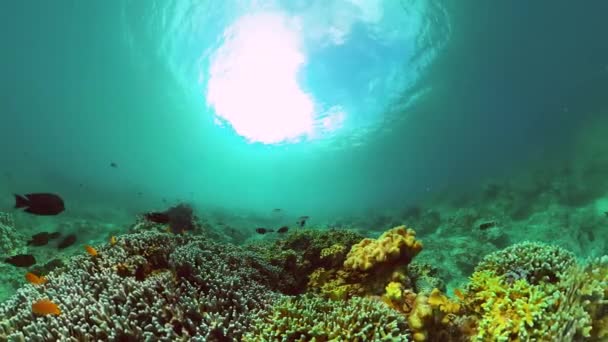 五彩斑斓的珊瑚礁和水下鱼类海洋保护区 保护区 — 图库视频影像