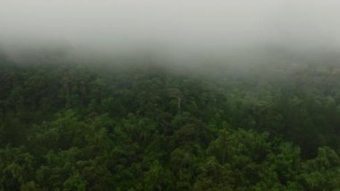 Ormanlı sisli bir dağın manzarası. Mindanao, Filipinler.
