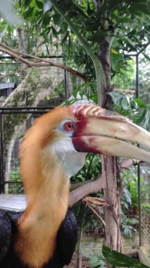 Filipinler 'de ağaçtaki güzel bir boynuz gagası. Dikey görünüm.