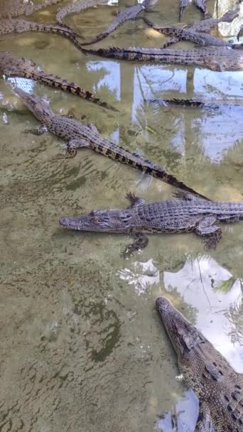 Crocodilos Pequenos Água Com Reflexão Luz Solar Filipinas Vista Vertical — Vídeo de Stock