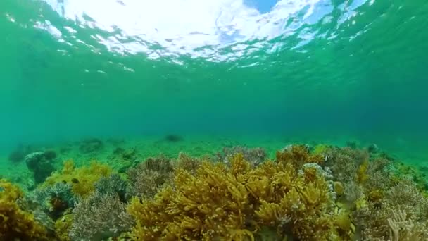 海底世界五彩斑斓的鱼和珊瑚景观 海洋珊瑚礁 绿松石海水背景 — 图库视频影像