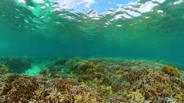 在海洋生物的场景下 珊瑚园 — 图库视频影像