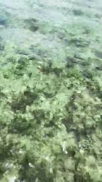 Przezroczyste Turkusowe Morze Koralami Małymi Rybami Filipiny Widok Pionowy — Wideo stockowe