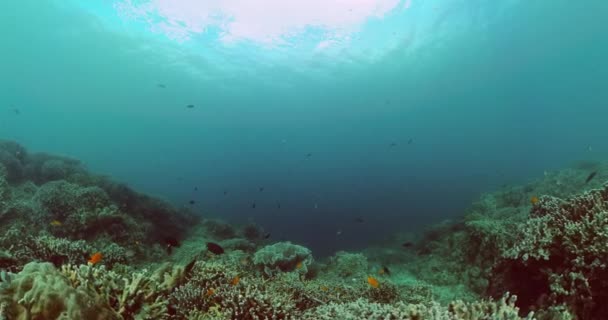 Onderwater Wereld Leven Scene Koraalrif Tropische Vissen — Stockvideo