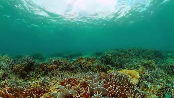 有水下世界鱼类的多彩的珊瑚礁 — 图库视频影像