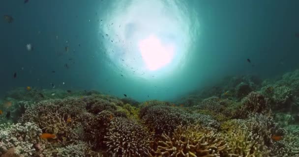 水下背景场景 不同的珊瑚礁与水下世界的鱼类 — 图库视频影像