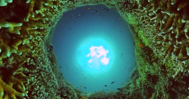 Hermoso Mundo Submarino Con Arrecife Coral Peces Tropicales — Vídeos de Stock