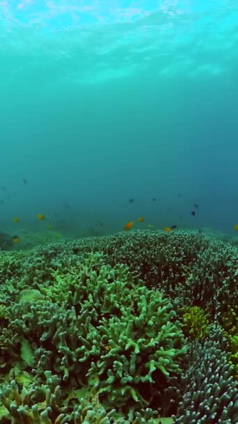 美丽多样的珊瑚礁 有着水下世界的鱼类 纵向观点 — 图库视频影像