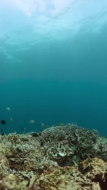サンゴガーデンと水中シーン 熱帯魚とサンゴ礁 垂直ビュー — ストック動画