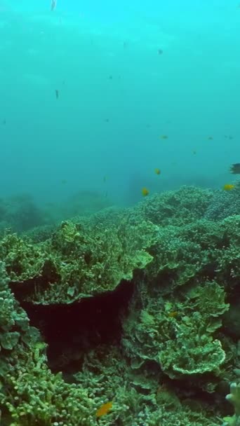 Mercan Resiflerinin Üzerinde Renkli Balıklar Sualtı Yaşamı Deniz Manzarası Dikey — Stok video