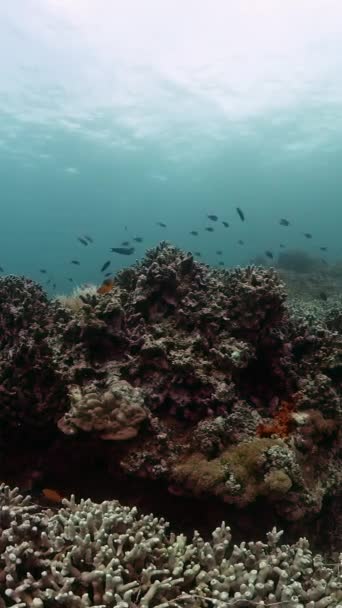 Scena Fondo Subacquea Barriera Corallina Diversificata Con Pesci Del Mondo — Video Stock