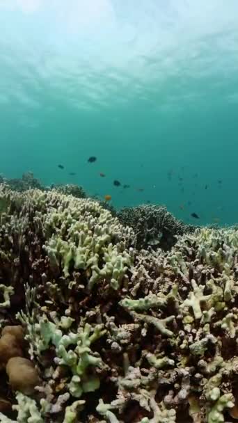 Pod Mořem Modrou Barvou Rybami Nad Korály Korálové Útesy Ryby — Stock video